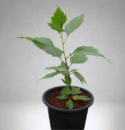 Hibiscus rosa-sinensis 20-30cm image 0