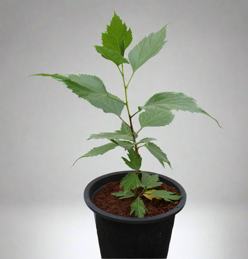 Hibiscus rosa-sinensis 20-30cm image 0
