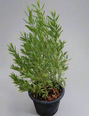Dodonaea viscosa image 3