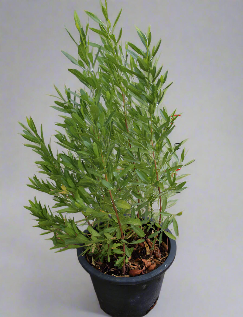 Dodonaea viscosa image 3