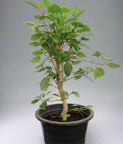 Hibiscus scarlet image 0