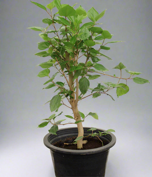 Hibiscus scarlet image 0
