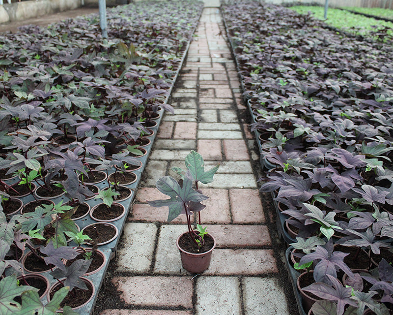 Ipomoea Batata Red image 1
