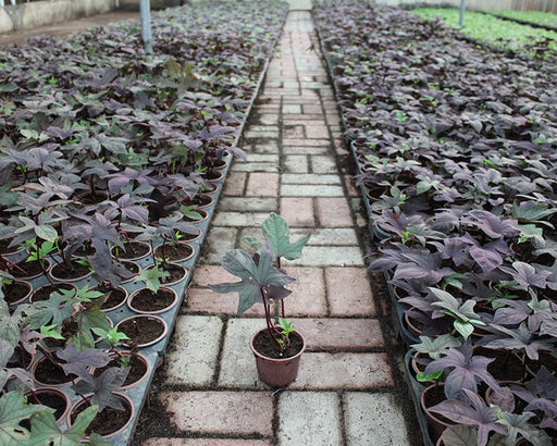 Ipomoea Batata Red image 1