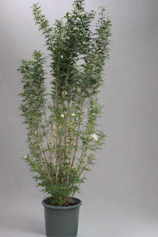 Murraya paniculata image 0