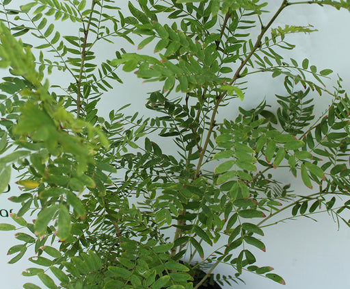Calliandra haematocephala 40-50cm image 1