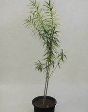 Thevetia Peruviana image 1