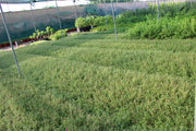 Portulaca grandiflora Mix image 2