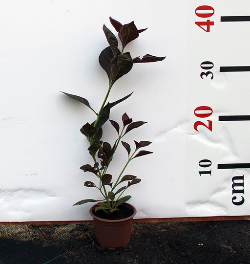 Iresine lindenii image 1
