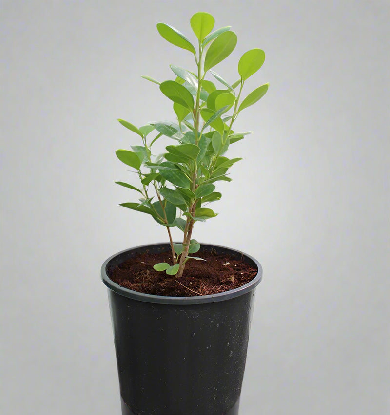 Ficus diversifolia image 1