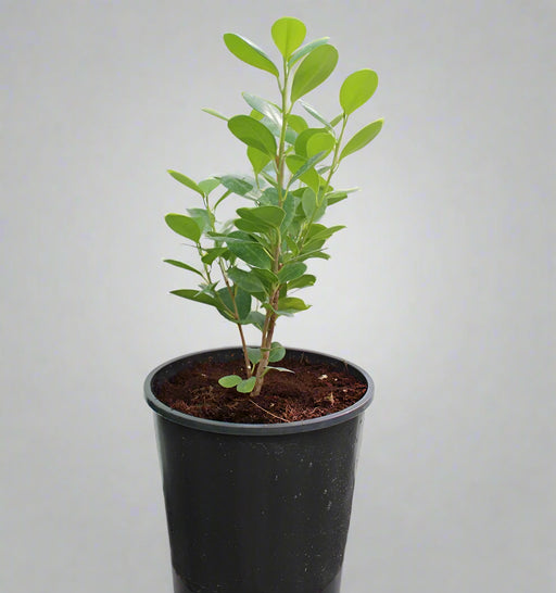 Ficus diversifolia image 1