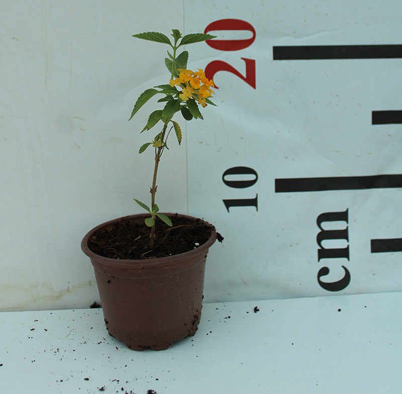 Lantana 'Yellow' image 1