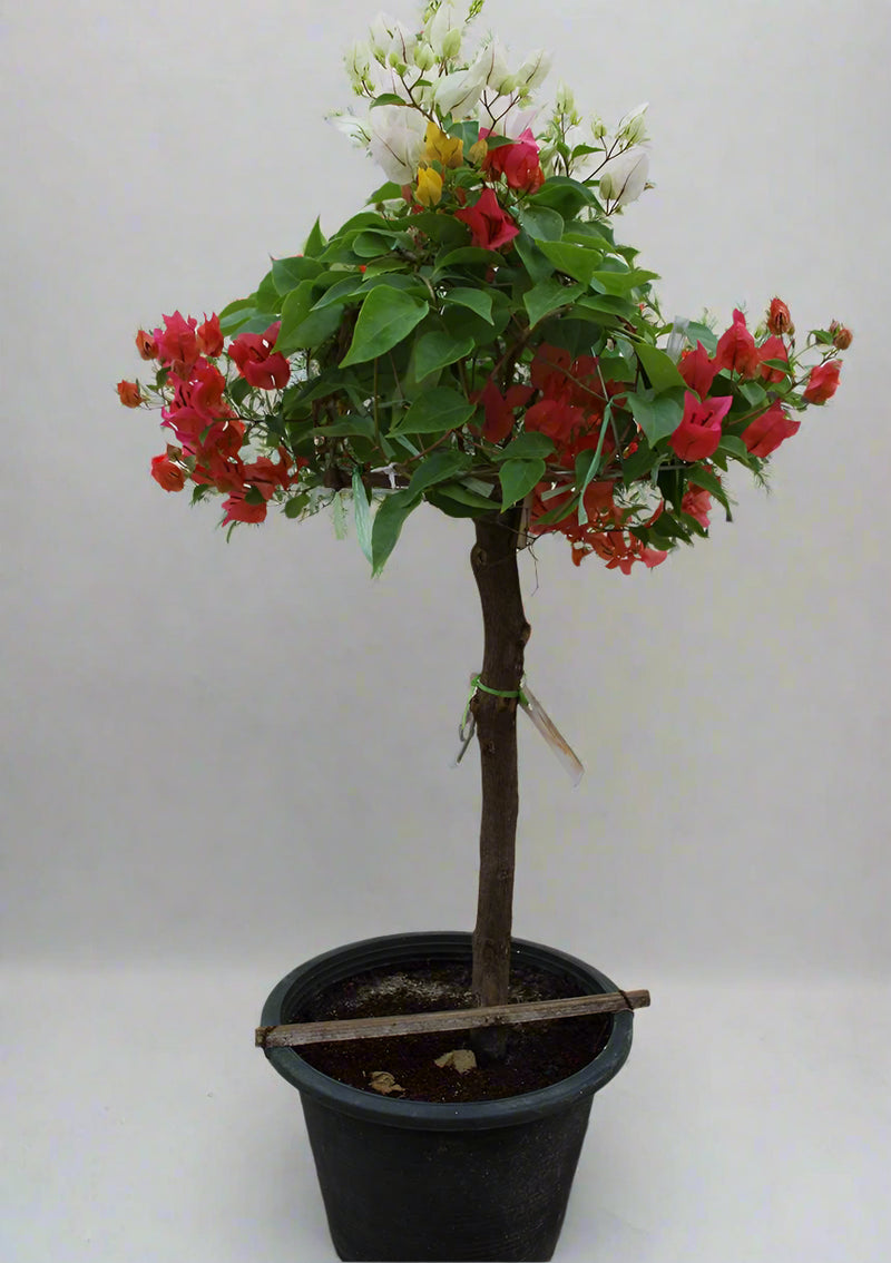 Bougainvillea 1 Head image 0