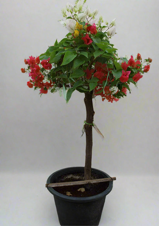 Bougainvillea 1 Head image 0