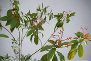 Hamelia patens image 6