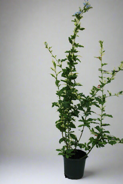 Plumbago 'capensis' image 0