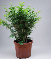 Murraya paniculata image 3