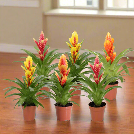 Vriesea 'Astrid'