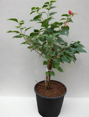 Bougainvillea Glabra "Mix Col" 40-50cm Ht, image 1