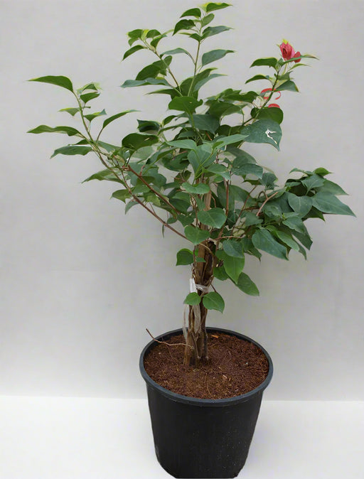 Bougainvillea Glabra "Mix Col" 40-50cm Ht, image 1