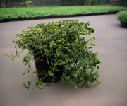 Asystasia gangatica image 0