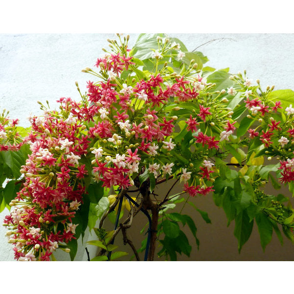 Quisqualis indica ( 30 - 40cm Height in 4" Bag )