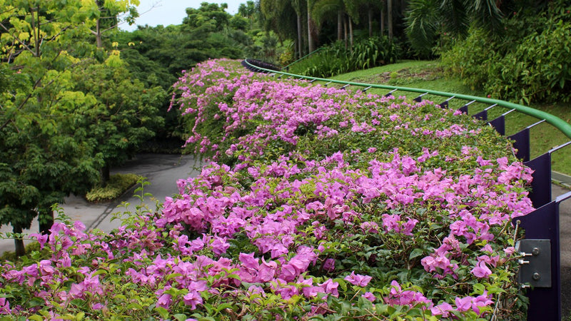 Bougainvillea 'Singapore Pink' 10L pot