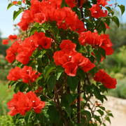 Bougainvillea Tomato Red
