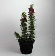 Bougainvillea 'Pink Pixie' image 1