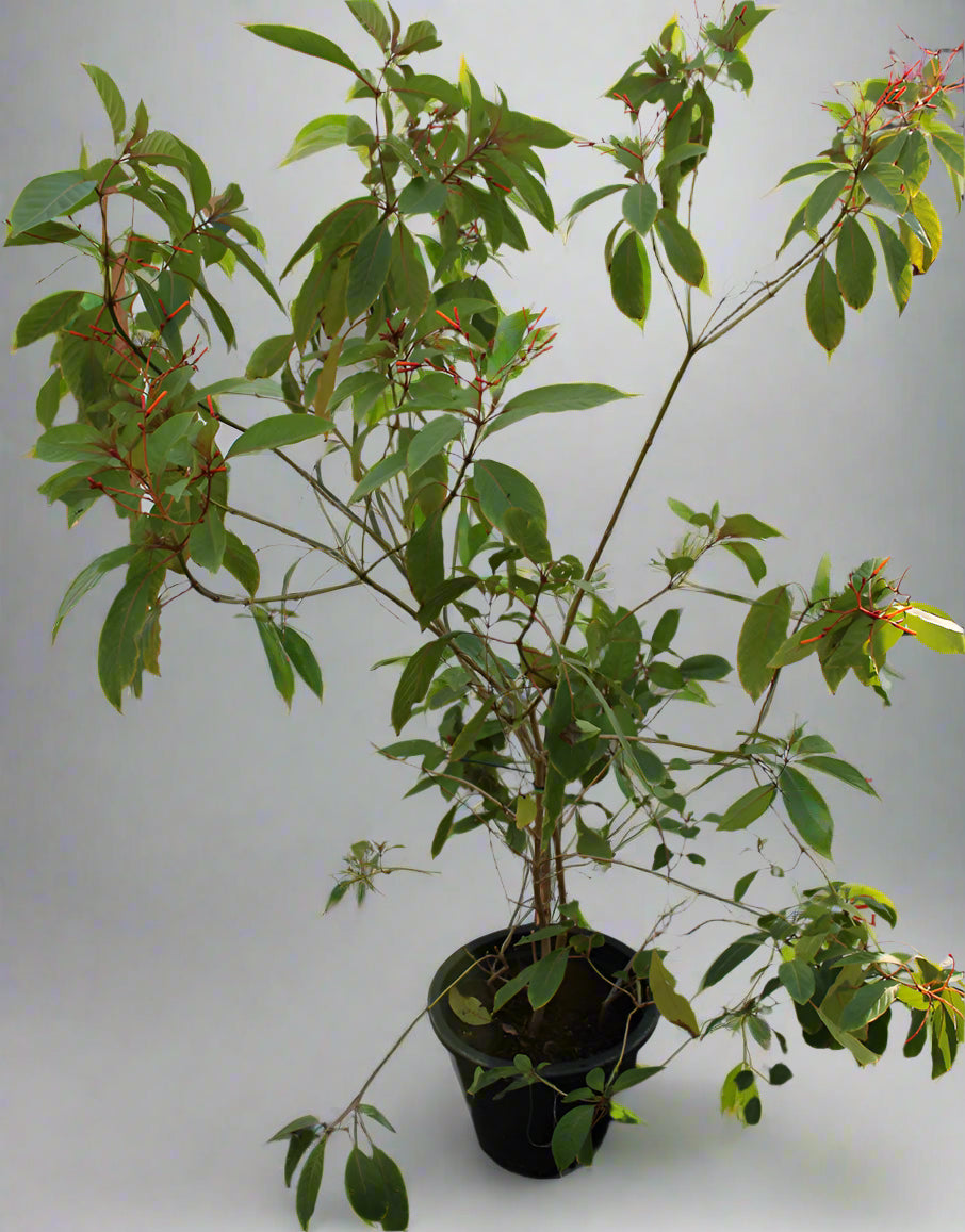 Hamelia patens — Desert Garden for Plants and Flowers