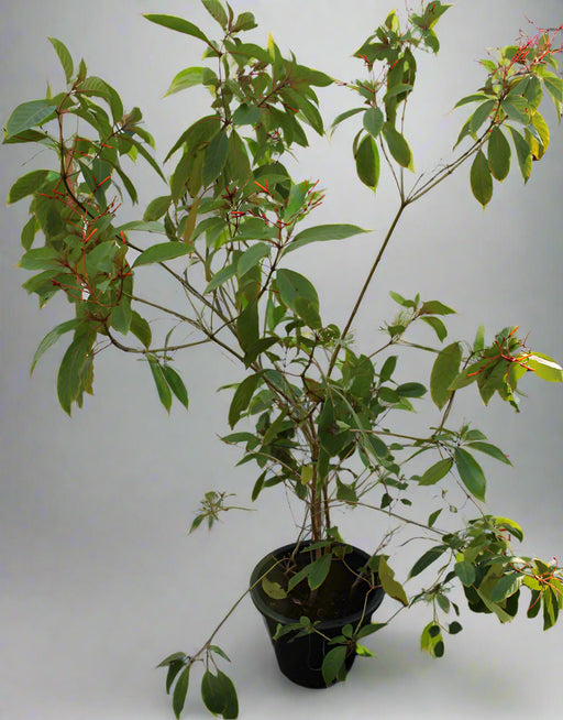 Hamelia patens image 0