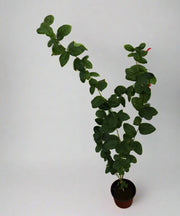 Jasminum Mogra "Full Lebnani" image 2