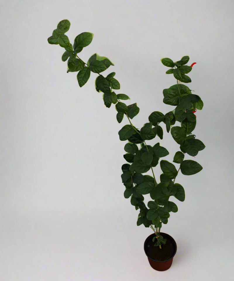 Jasminum Mogra "Full Lebnani" image 2