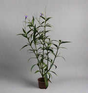 Ruellia ciliosa "Mix" image 1