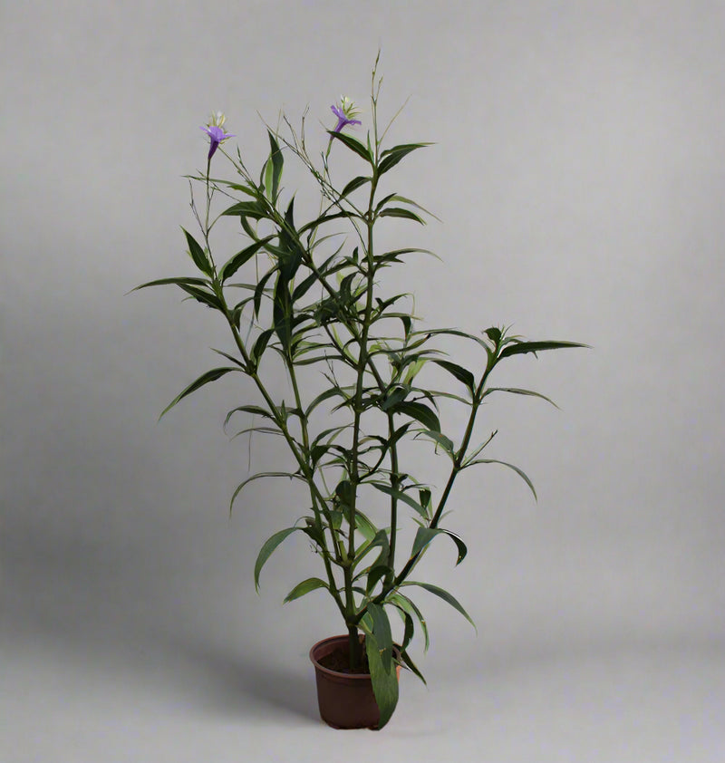 Ruellia ciliosa "Mix" image 1