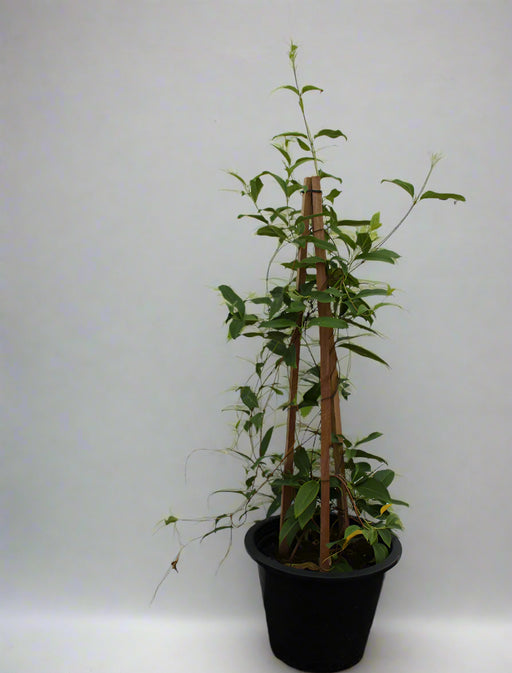 Tristellateia australasiae image 0