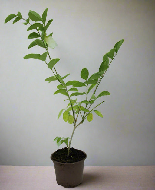 Clitoria ternatea 20-25cm image 1