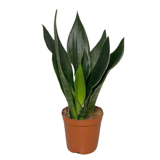 Potted snake plant on a white background