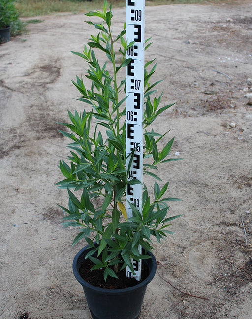 Conocarpus saudi image 0