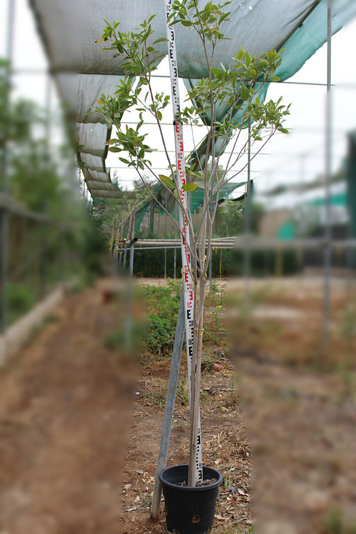 Tabebuia rosea image 0