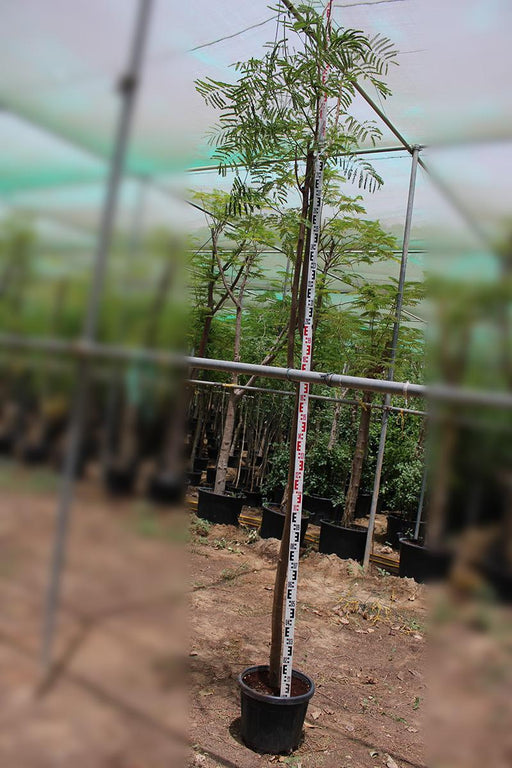 Delonix regia image 0