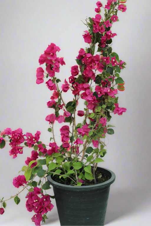 Bougainvillea Spectabilis"Red" image 1