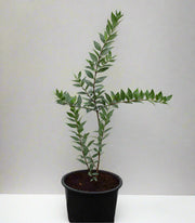 Myrtus communis image 3