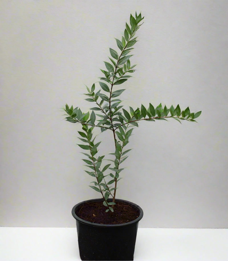 Myrtus communis image 3