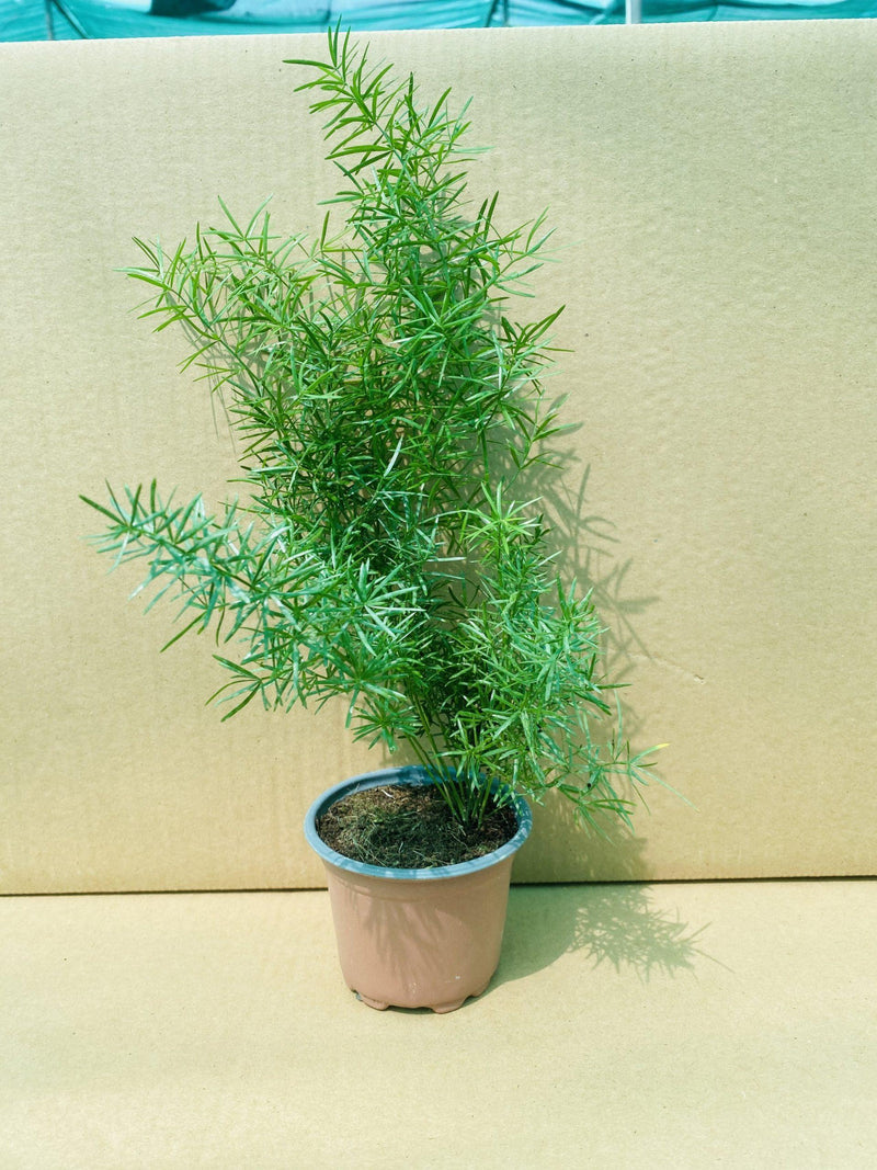 Asparagus sprengeri image 0
