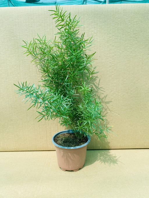 Asparagus sprengeri image 0