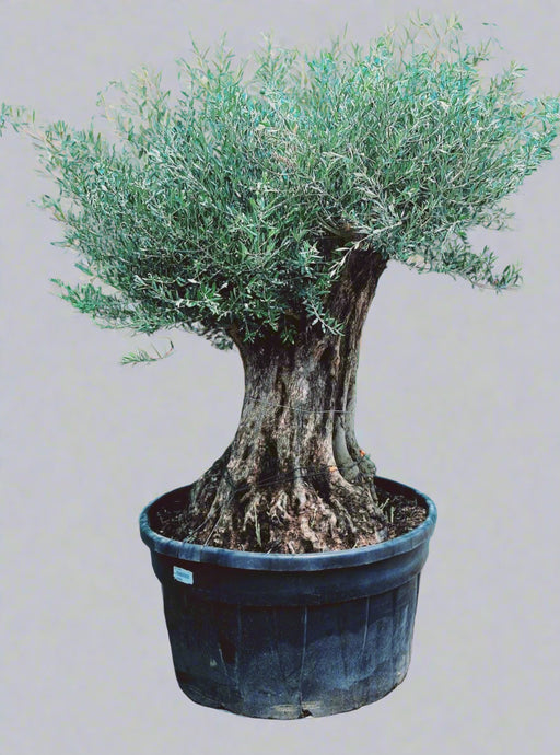 Olea Europaea Olea Bonsai image 0