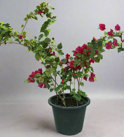 Bougainvillea Spectabilis"Red" image 0