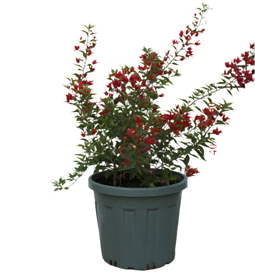 Bougainvillea Glabra "Mix Col" 50-60cm image 1