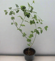 Jasminum Officinale (Rajhati) image 0